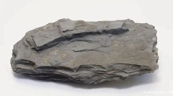 新品登场 | 页岩石桦奴,独家一比一复刻伯吉斯页岩