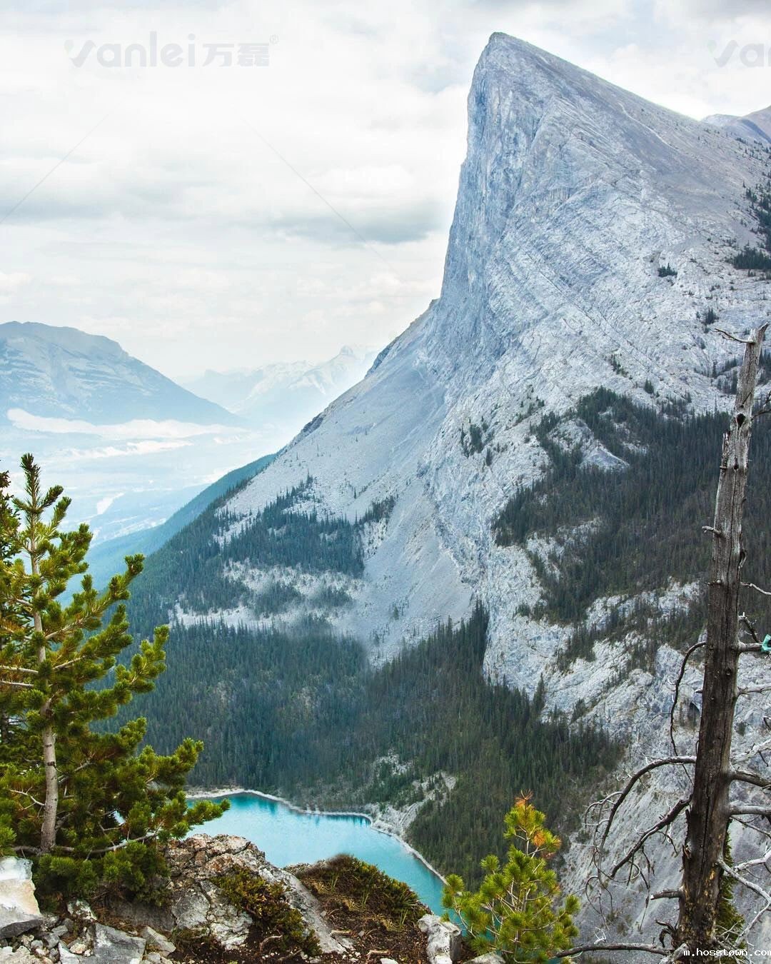 新品登场 | 页岩石桦奴,独家一比一复刻伯吉斯页岩